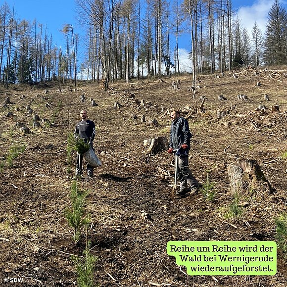 SDW Reihe um Reihe wird der Wald bei Wernigerode wiederaufgeforstet.