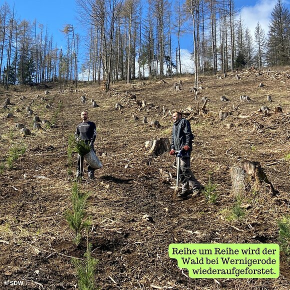 Reihe um Reihe wird der Wald bei Wernigerode wiederaufgeforstet.