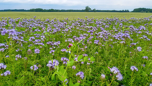 Blick über ein Feld, am Rand blüht und leuchtet "Bienenfreund" Büschelschön