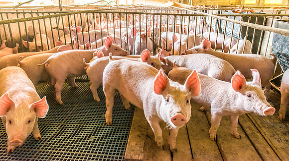 Antonello - stock.adobe.com Symbolbild Schweine im Stall