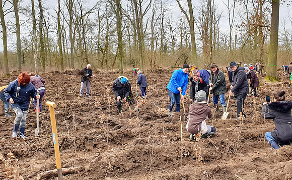 Mehrere Menschen pflanzen im Wald kleine Bäumchen.