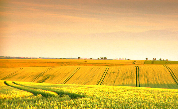 Ein Rapsfeld in Sachsen-Anhalt.