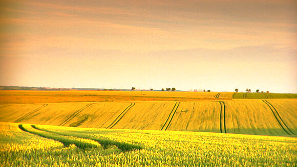 IMG Ein Rapsfeld in Sachsen-Anhalt.