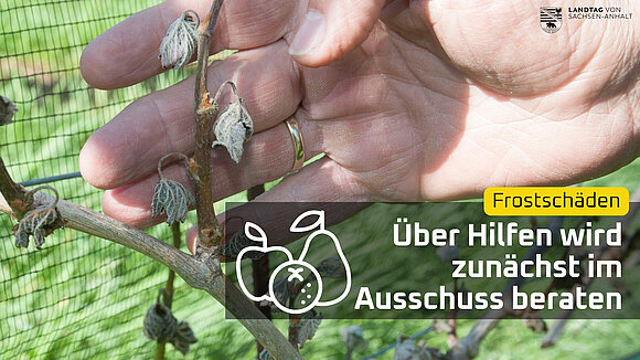 ltlsa/Canva Nach späten Frösten stehen die Obst- und Weinbauern vor erheblichen Ernteausfällen.