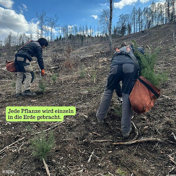 Jede Pflanze wird einzeln in den Boden eingebracht.