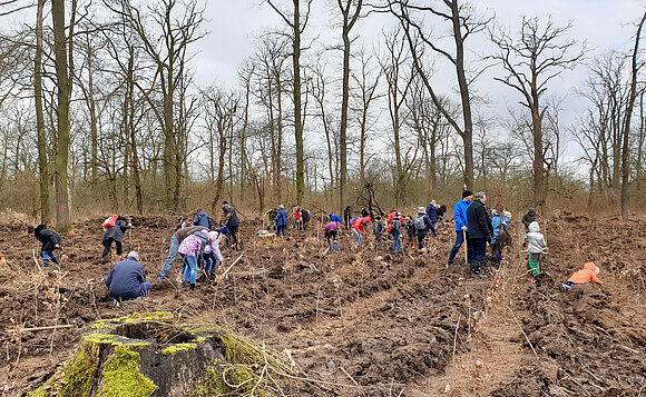 Mehrere Menschen pflanzen im Wald kleine Bäumchen.