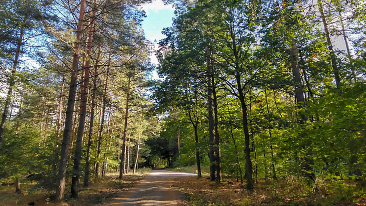 Weg durch einen grünen Wald im Sonnenschein