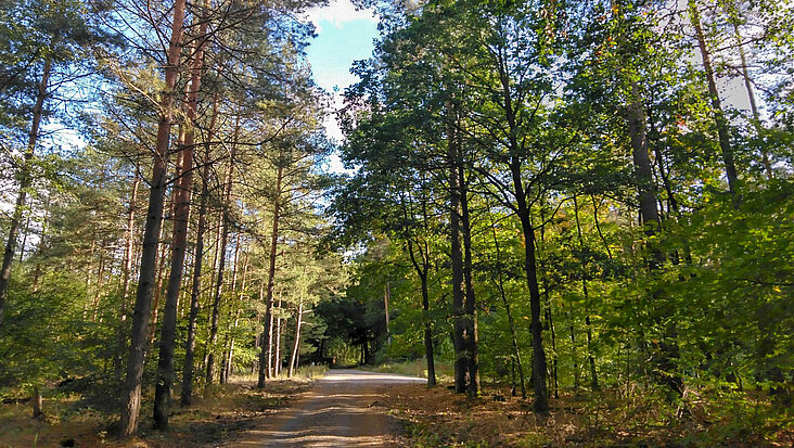 Weg durch einen grünen Wald im Sonnenschein
