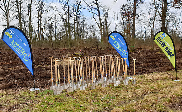 Mehrere Reihen mit Spaten stecken vor einem leeren Waldstück in der Erde.