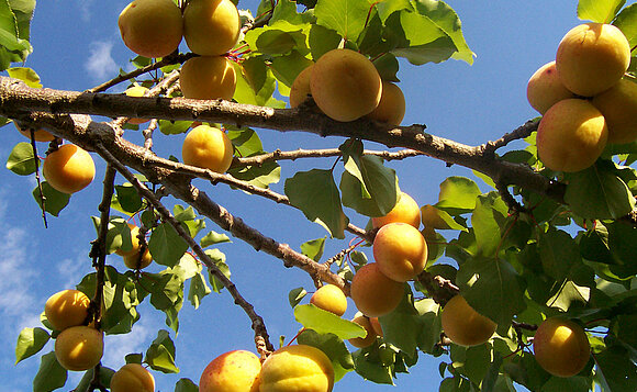 Reife Aprikosen am Baum.